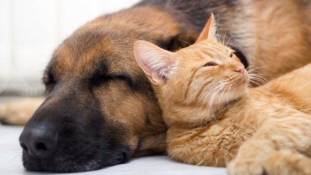 Tener perro o gato podría preservar algunas funciones cerebrales a medida que envejecemos, según estudio